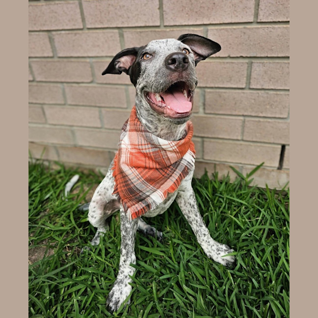 Photo of Wallace