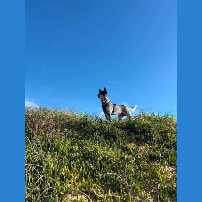 Photo of Tink