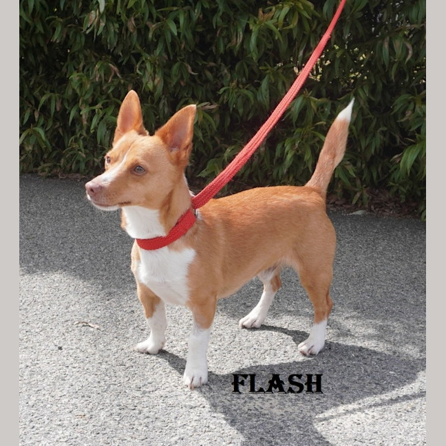 Photo of Flash