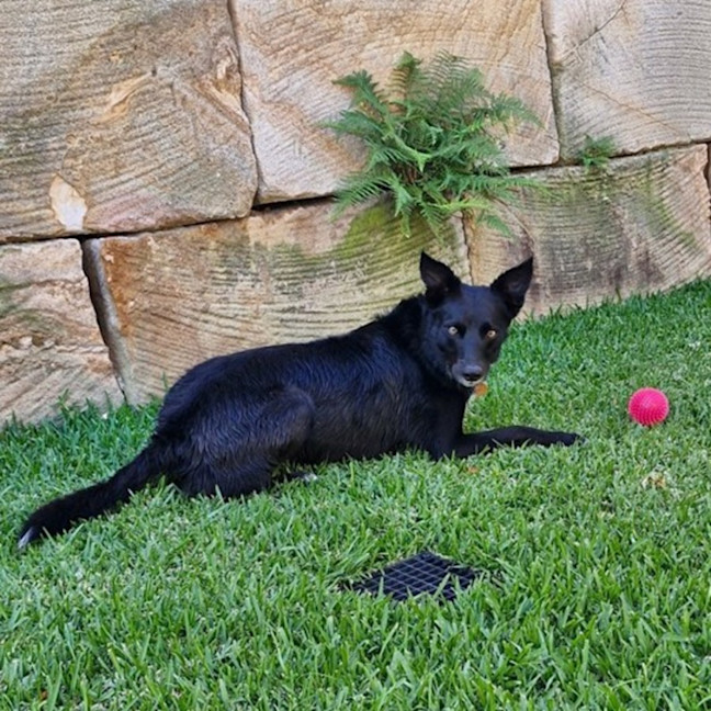 Photo of Sadie