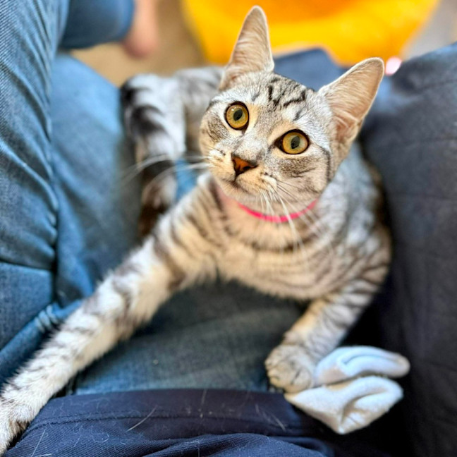 Photo of Frankie   In Foster Care In Coburg