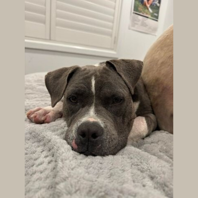 Photo of Tikki