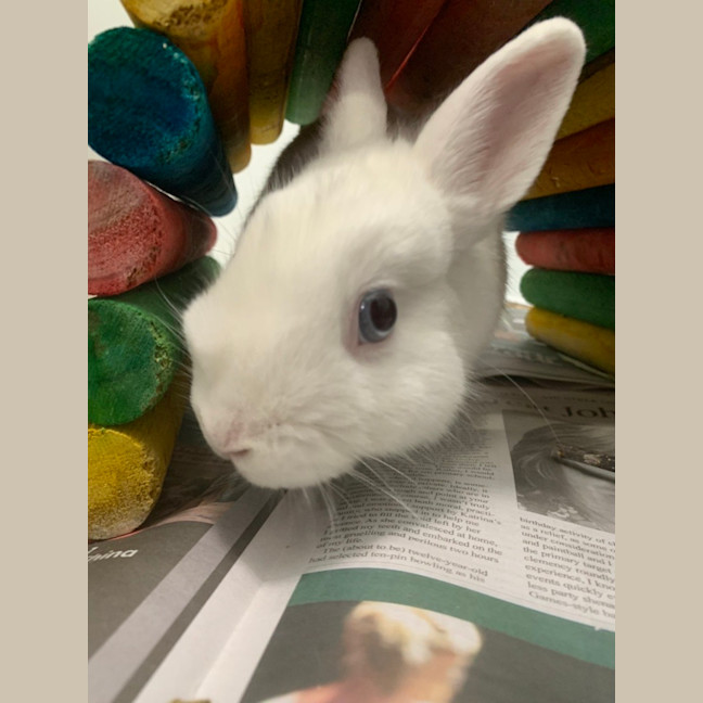 Photo of Gumdrop