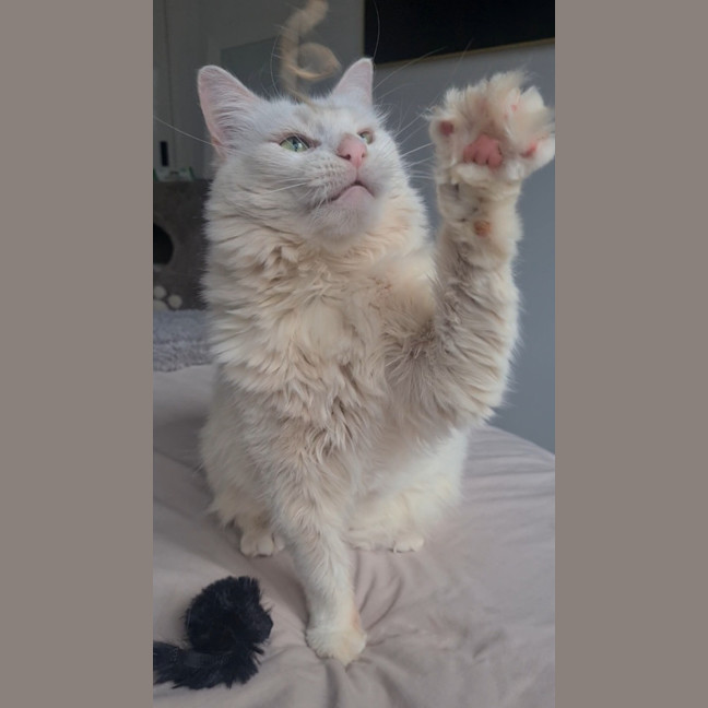 Photo of Snowball