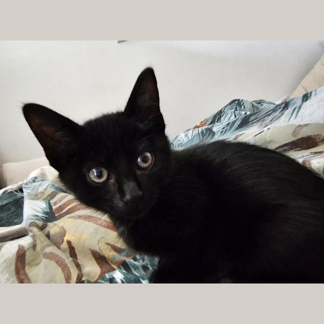 Photo of Tamworth Meet Me@Petstock Keysborough Store 