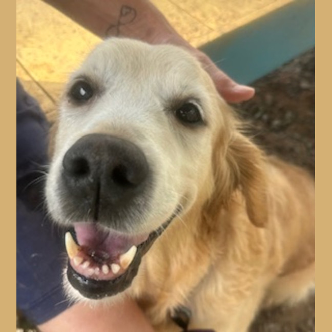 Photo of Gertie 