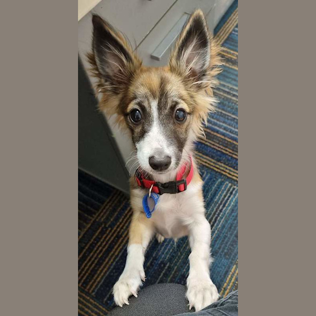 Photo of Milo