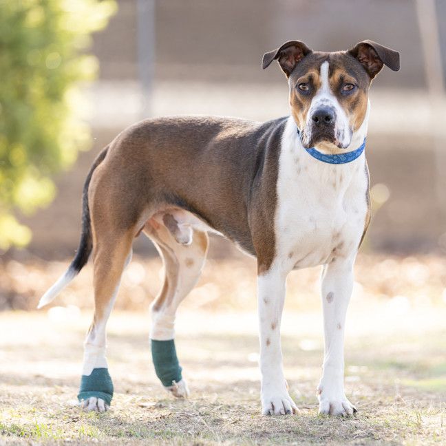 Photo of Buddy