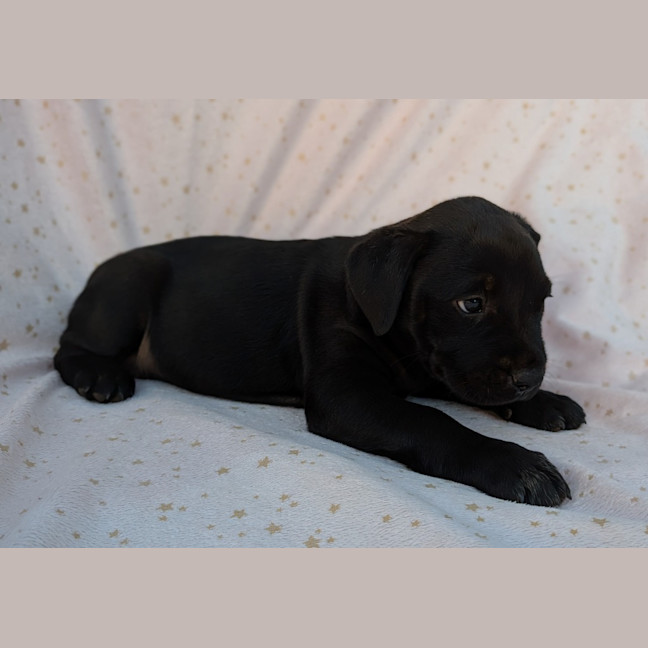 Photo of Bluey