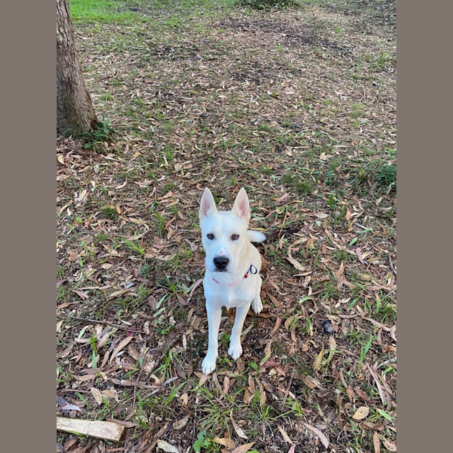 Photo of Paige *$350 Adoption Fee*