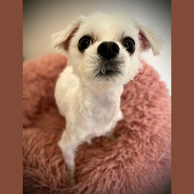 Photo of Wicket