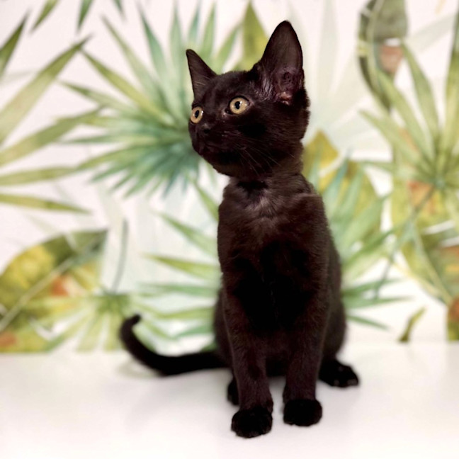 Photo of Asher   Located In Keilor 