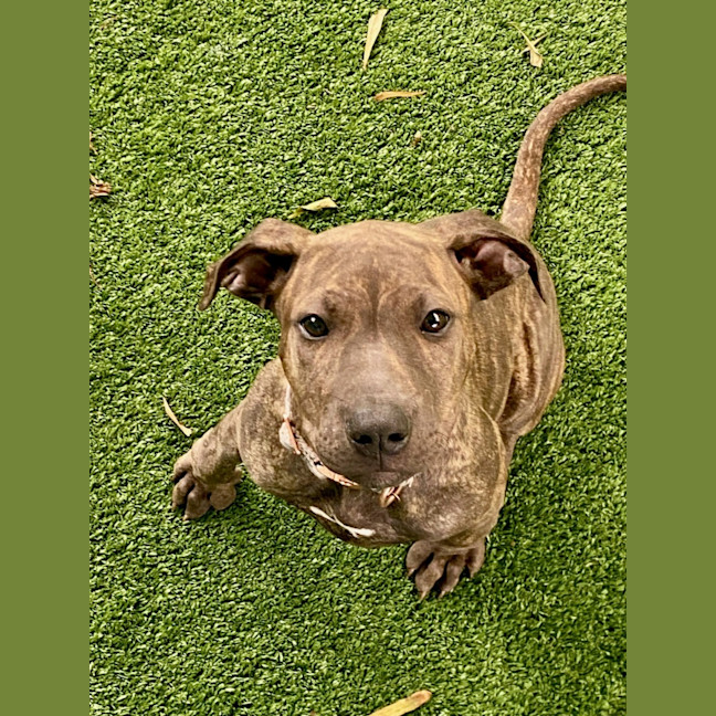 Photo of D1107 Molly