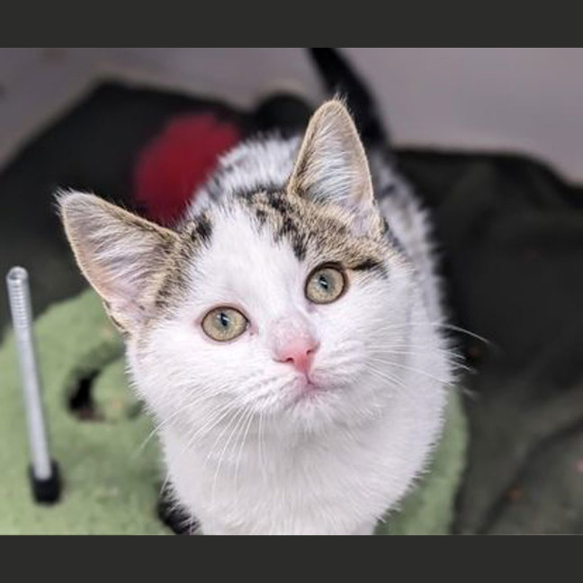 Photo of Sassy