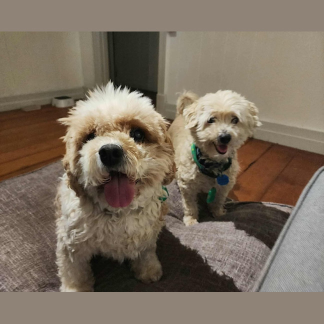 Photo of Simba And Lumi