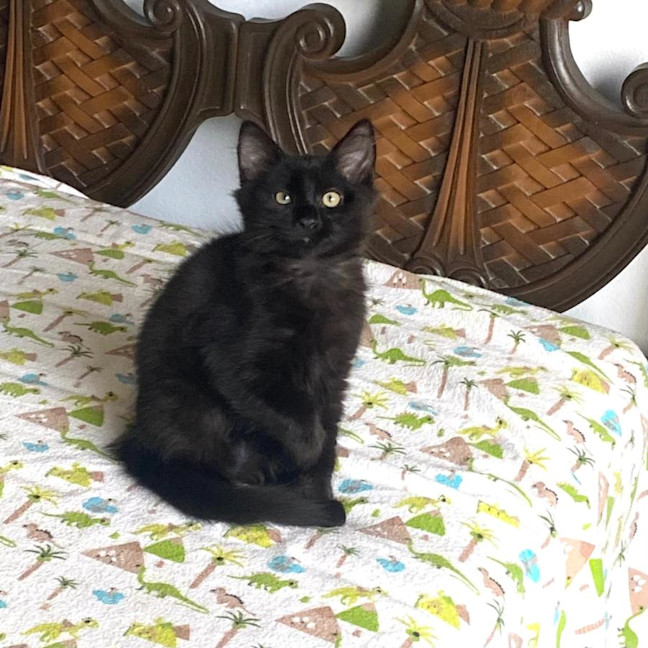 Photo of Simba & Apollo