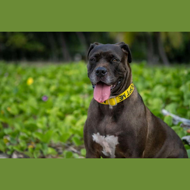 Photo of Nala