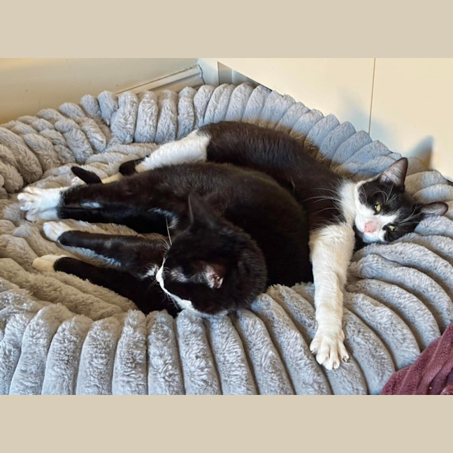 Photo of Lily & Delilah 