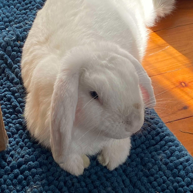 Photo of Kottbulle (W Pollywaffle)