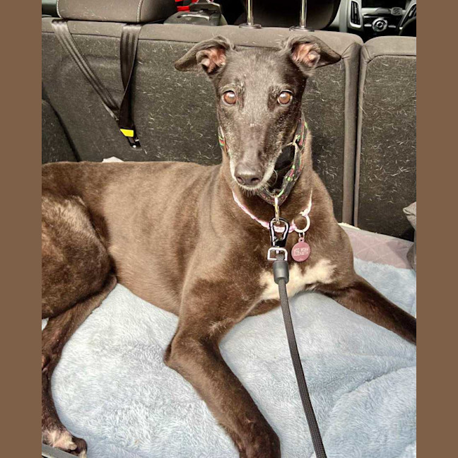 Photo of Sakura, The Greyound