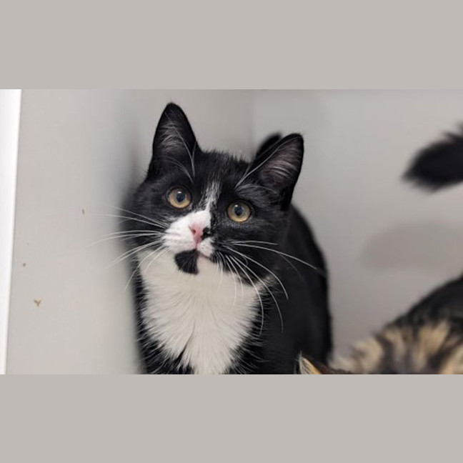Photo of Peach
