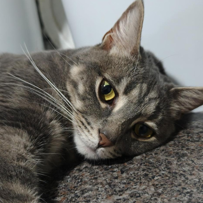 Photo of Goose
