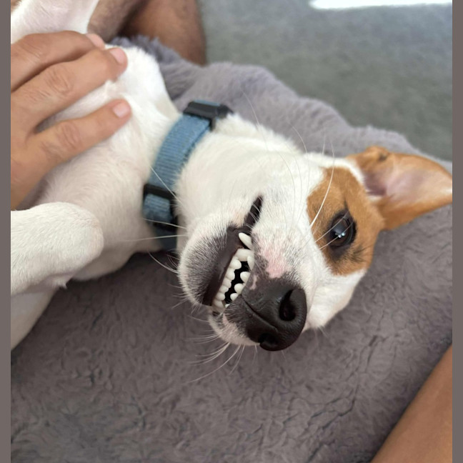 Photo of Winston