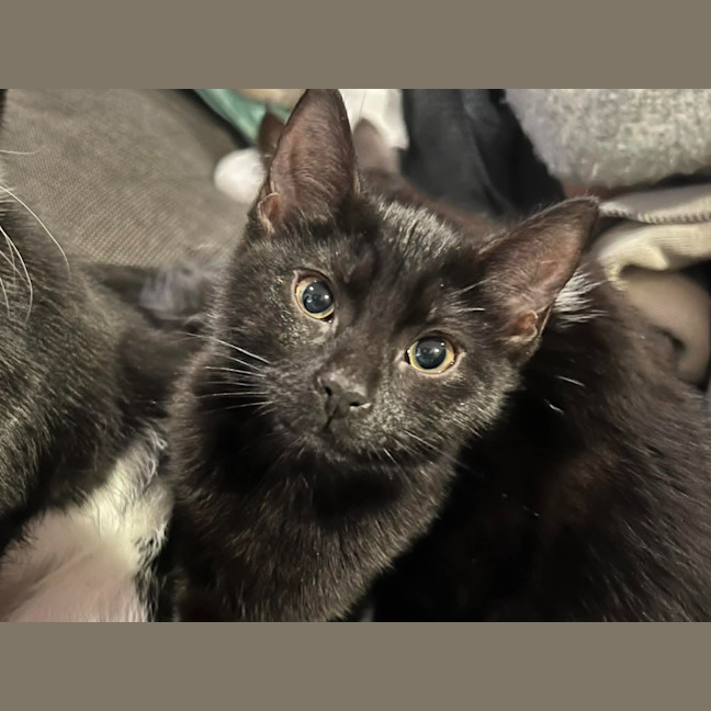Photo of Luna