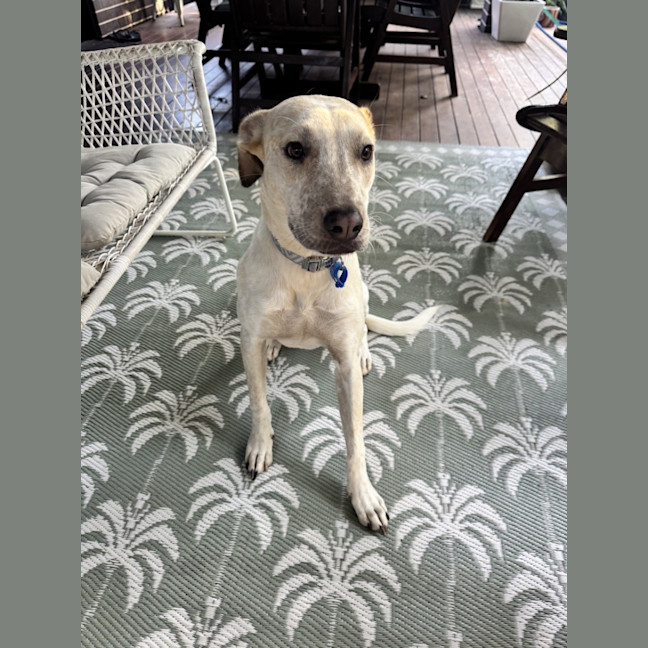 Photo of Pedro *$350 Adoption Fee*
