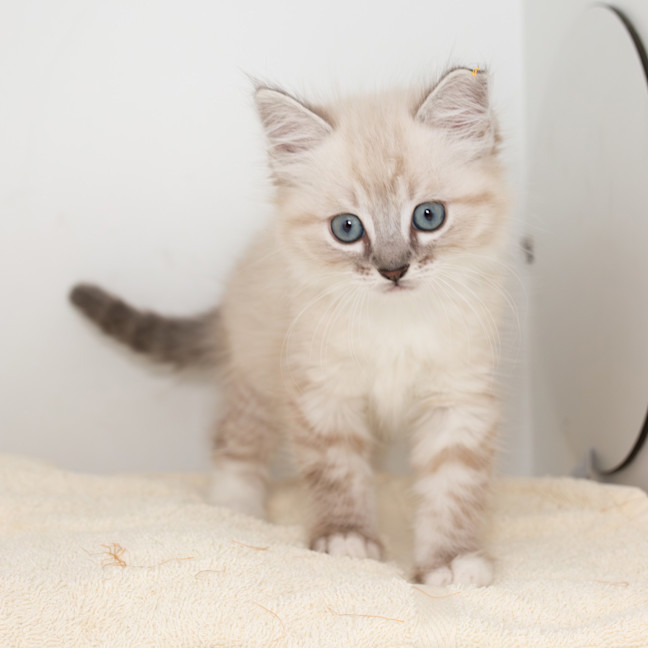 Photo of Burrito