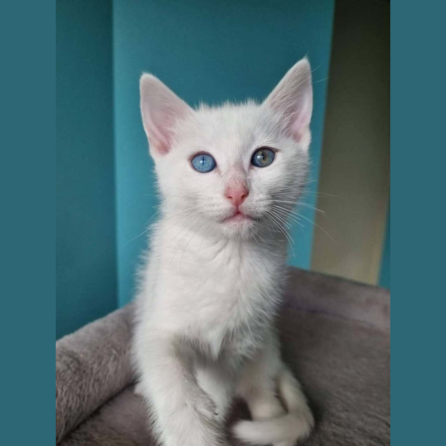 Photo of Selene