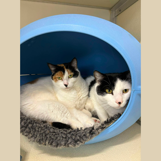 Photo of 🎠 Clancy 5624 🎠