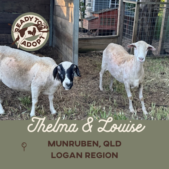 Photo of Thelma & Louise