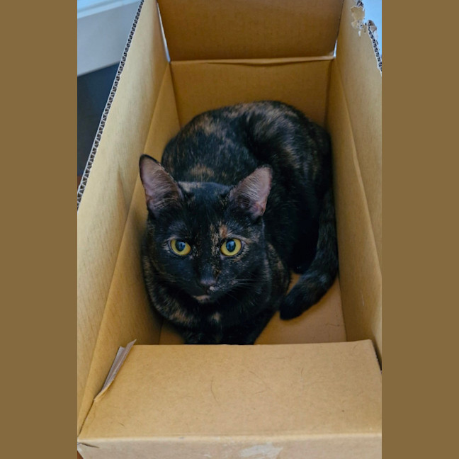 Photo of Mau Mau