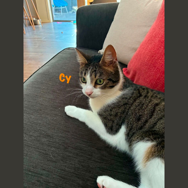 Photo of Darcy & Cy