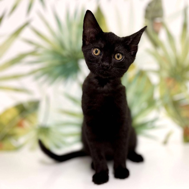Photo of Asher   Located In Keilor 