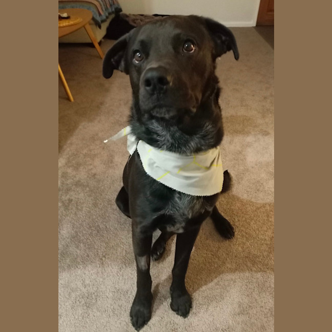 Photo of Odin   3 Year Old Rottweiler X