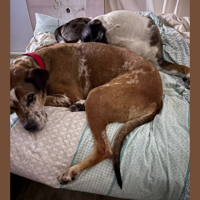 Photo of Bart & Cujo