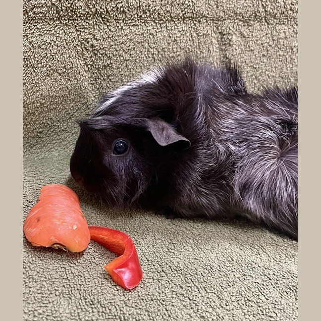 Photo of Oreo