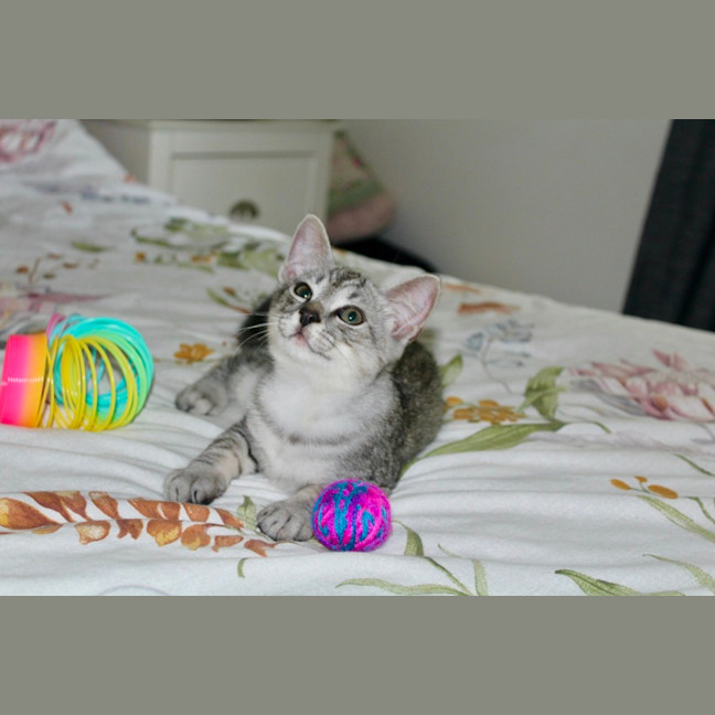 Photo of Tigger