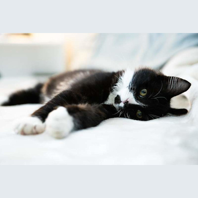 Photo of Tommy