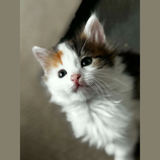 Photo of Bubbles Jr