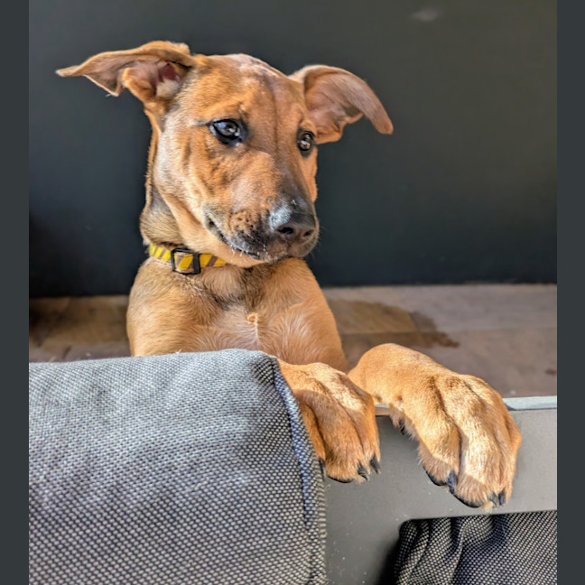 Photo of Daisy