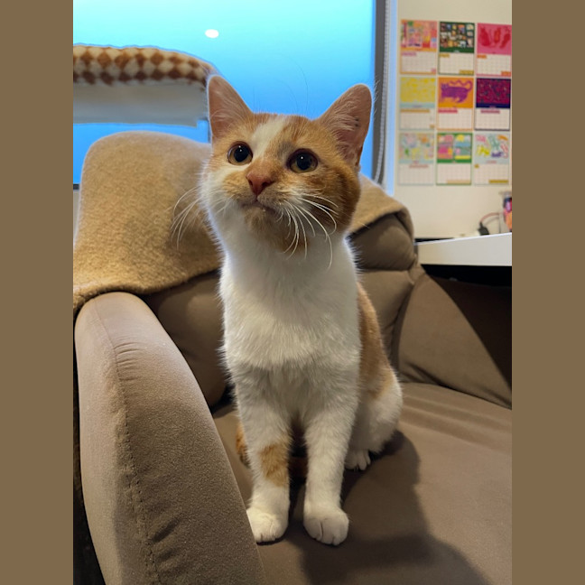 Photo of Marigold