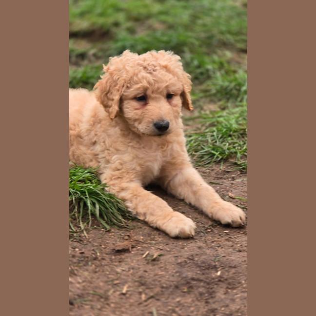 Photo of Ace