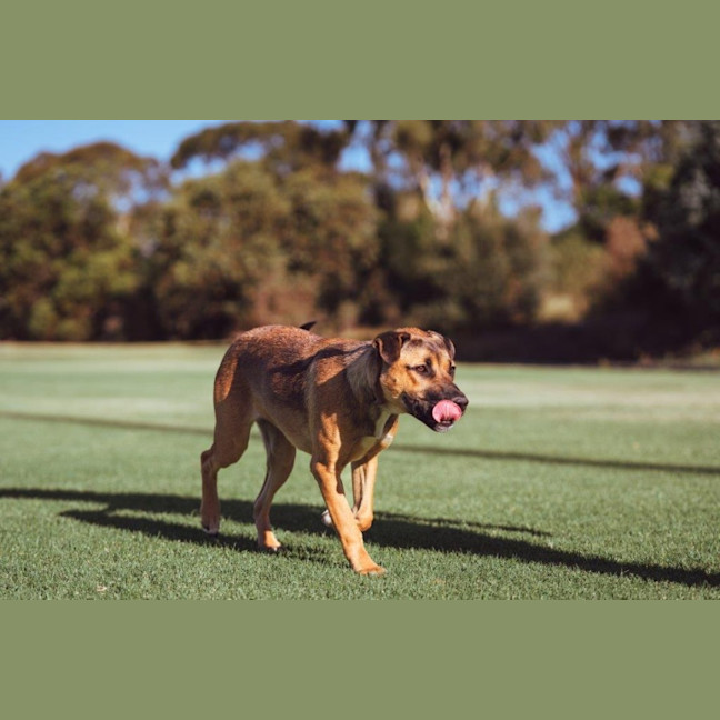 Photo of Star Kumara