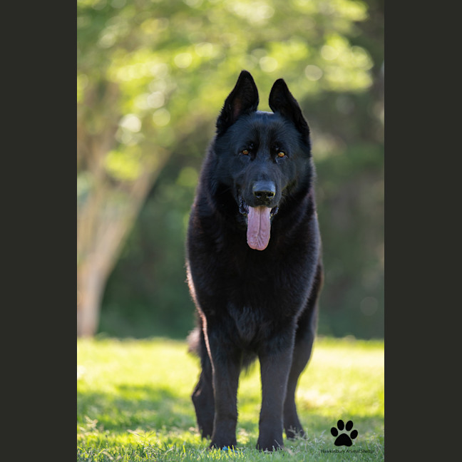 Photo of Nero