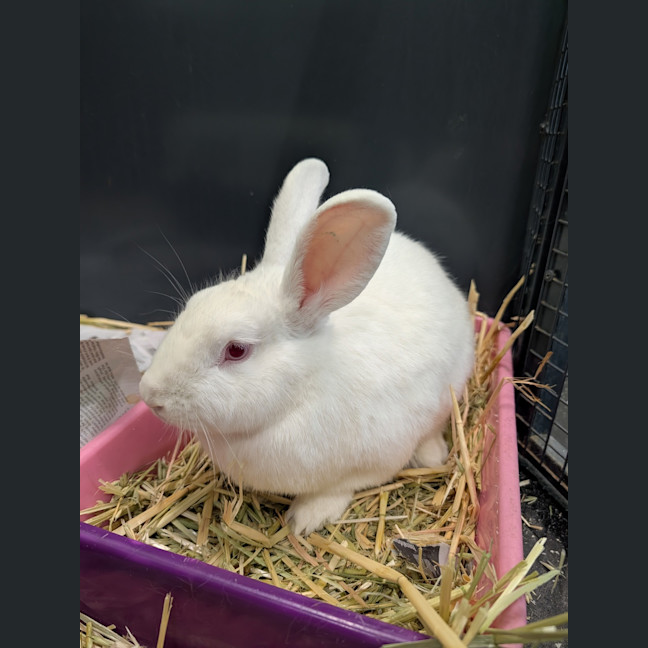 Photo of Blossom (Bonded To Petal)