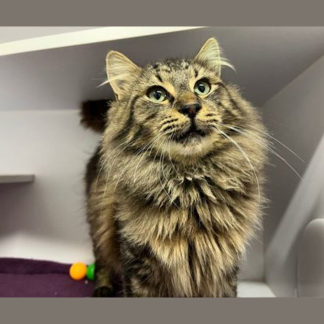 Photo of Hercules 