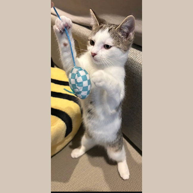 Photo of Chester